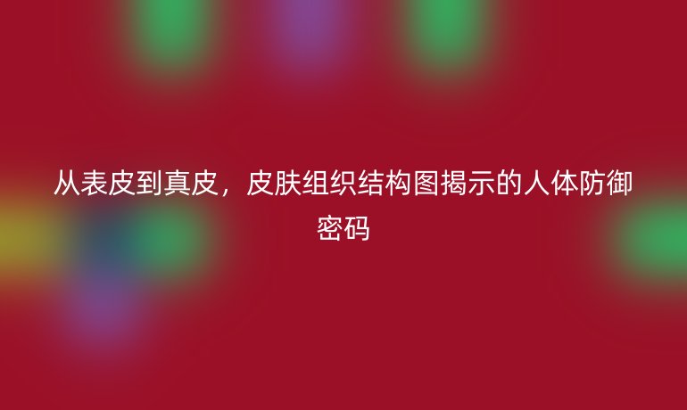 從表皮到真皮，皮膚組織結(jié)構(gòu)圖揭示的人體防御密碼